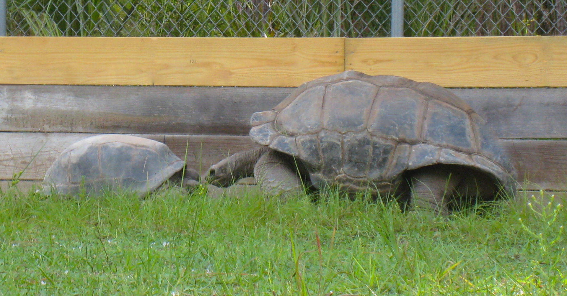 ALDABRA BREEDER