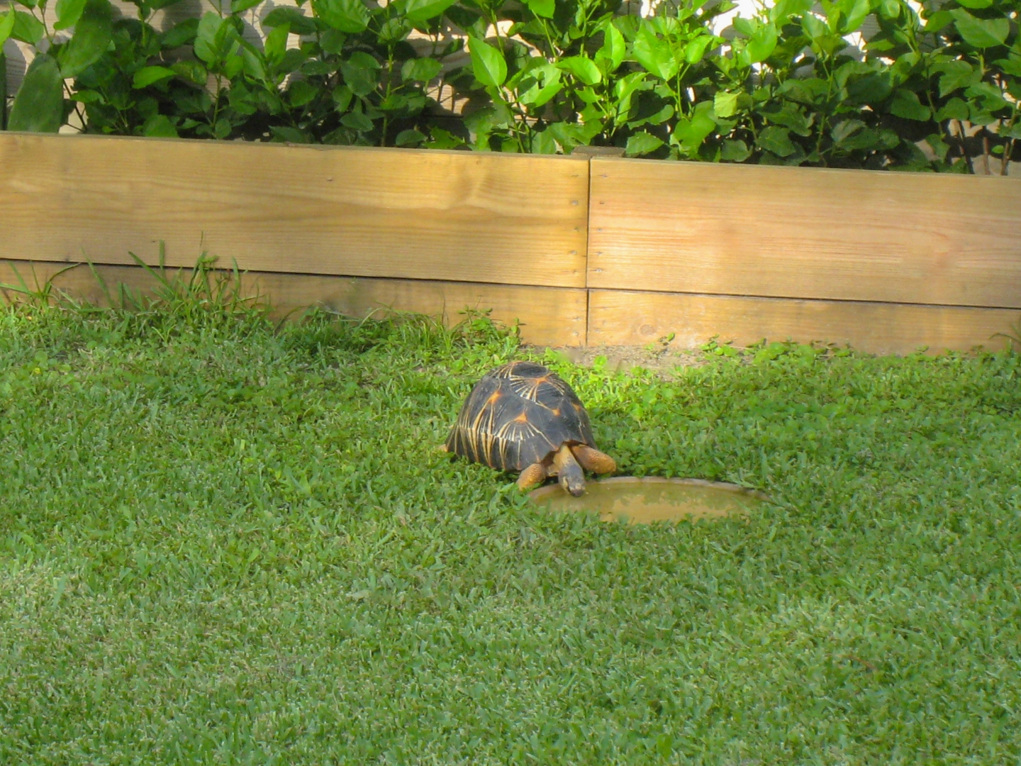 ALDABRA BREEDER