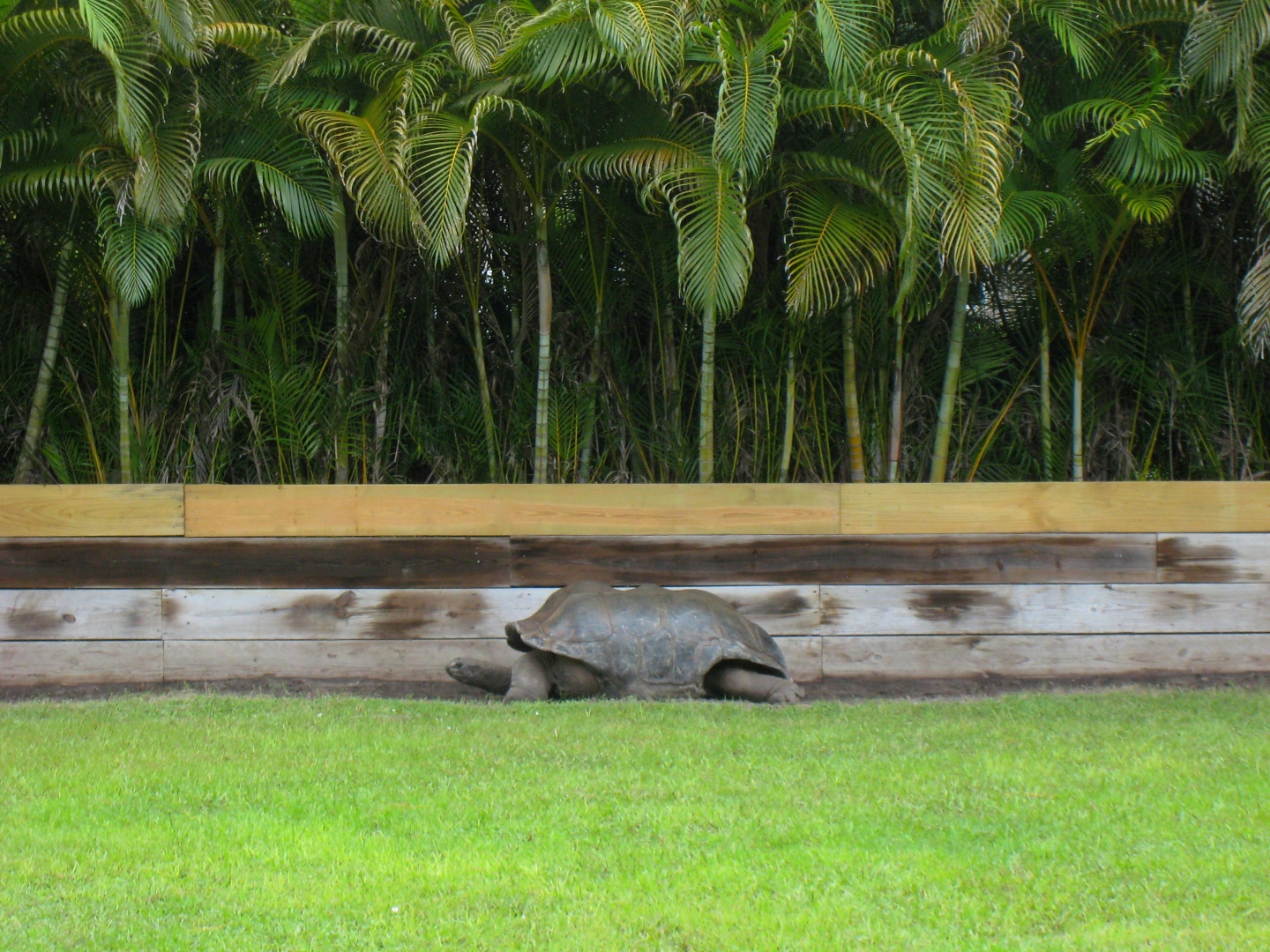 ALDABRA BREEDER