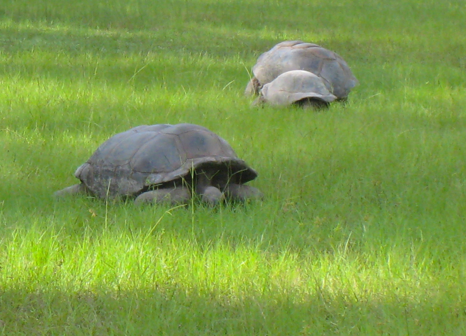 ALDABRA BREEDER