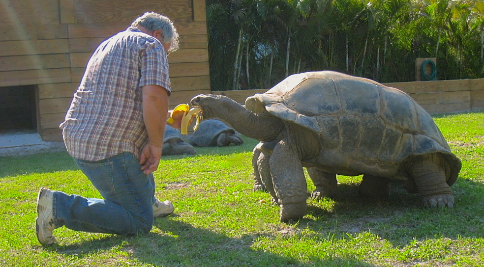 ALDABRA BREEDER