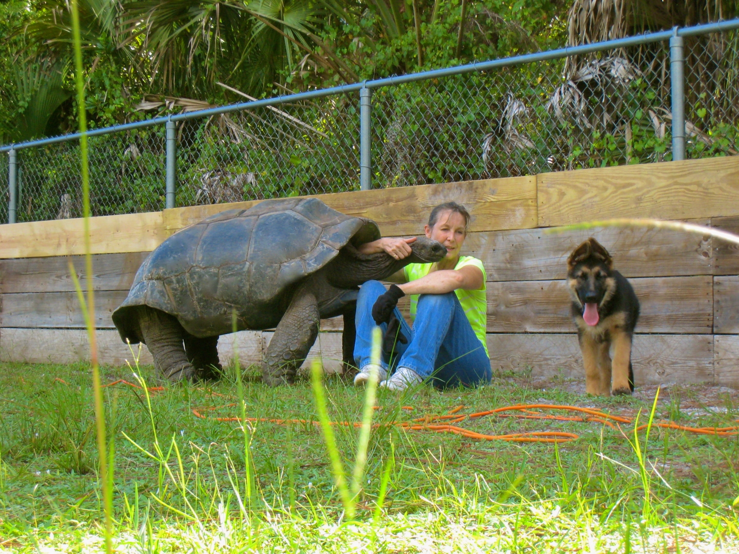 ALDABRA BREEDER
