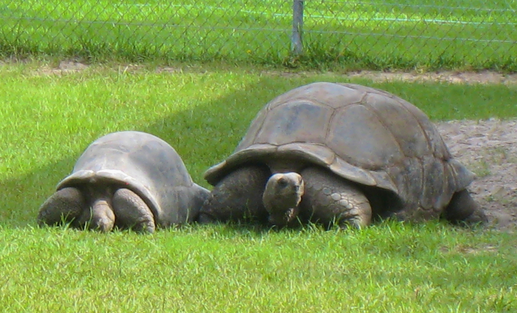 ALDABRA BREEDER