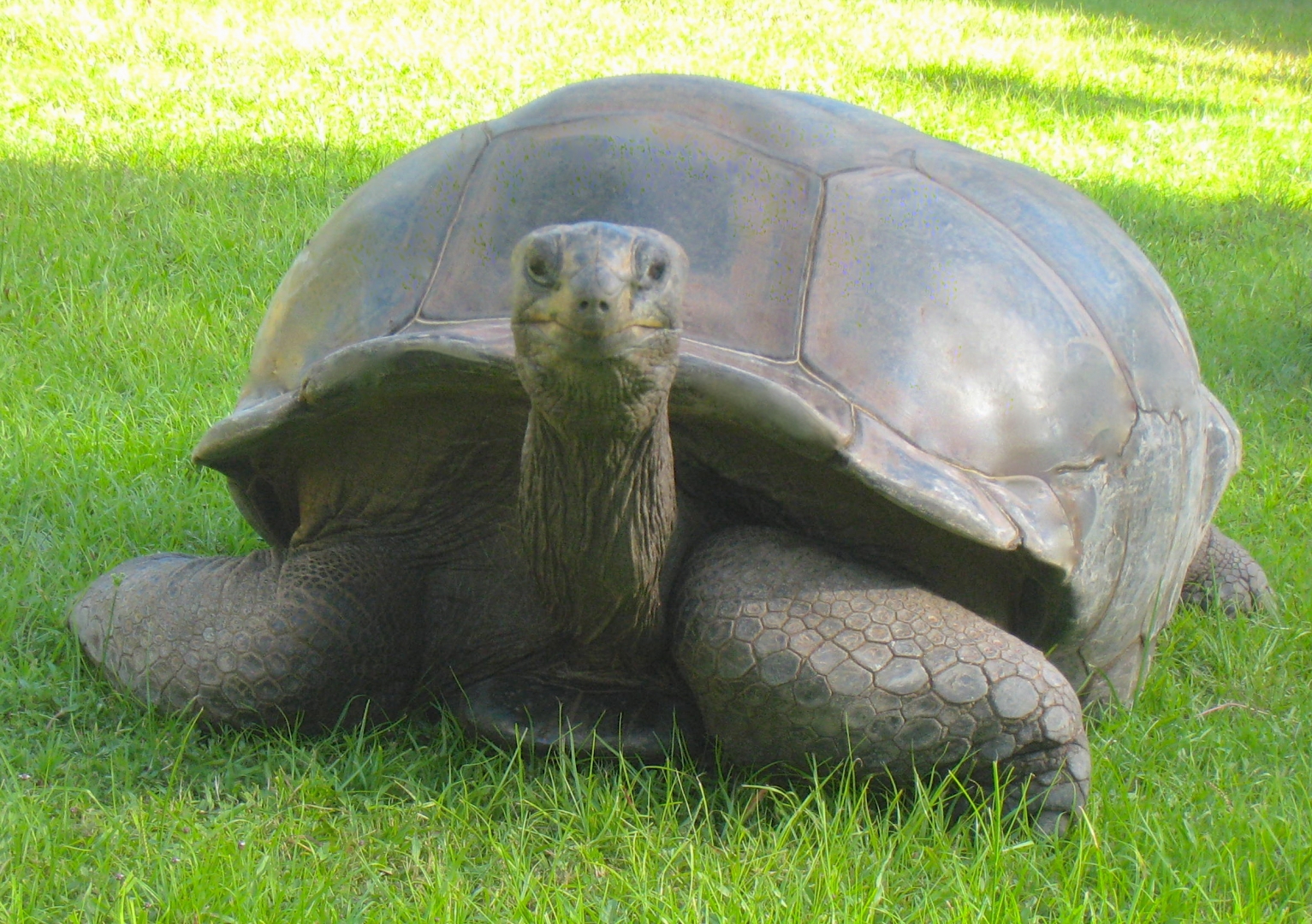 ALDABRA BREEDER