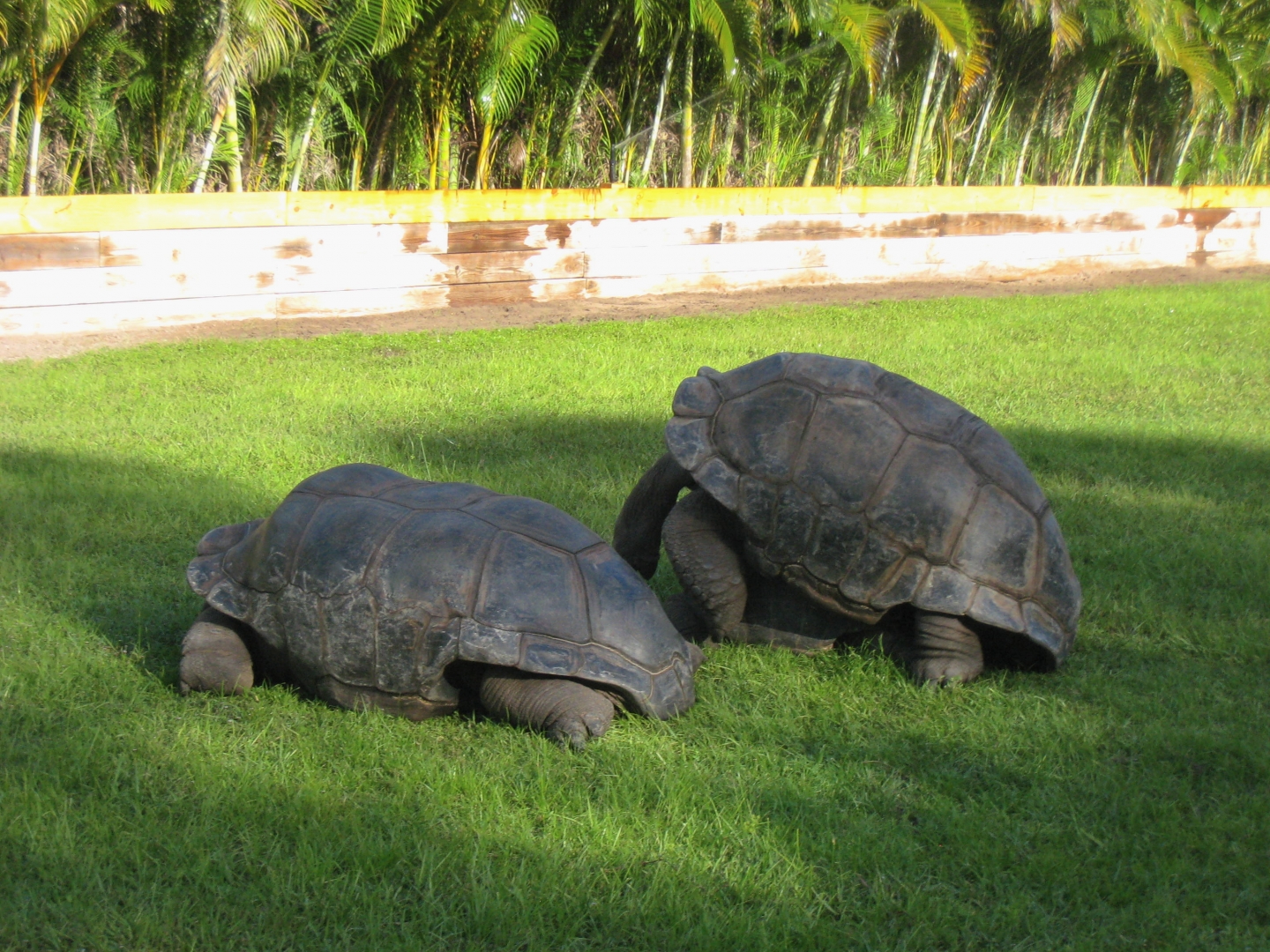 ALDABRA BREEDER