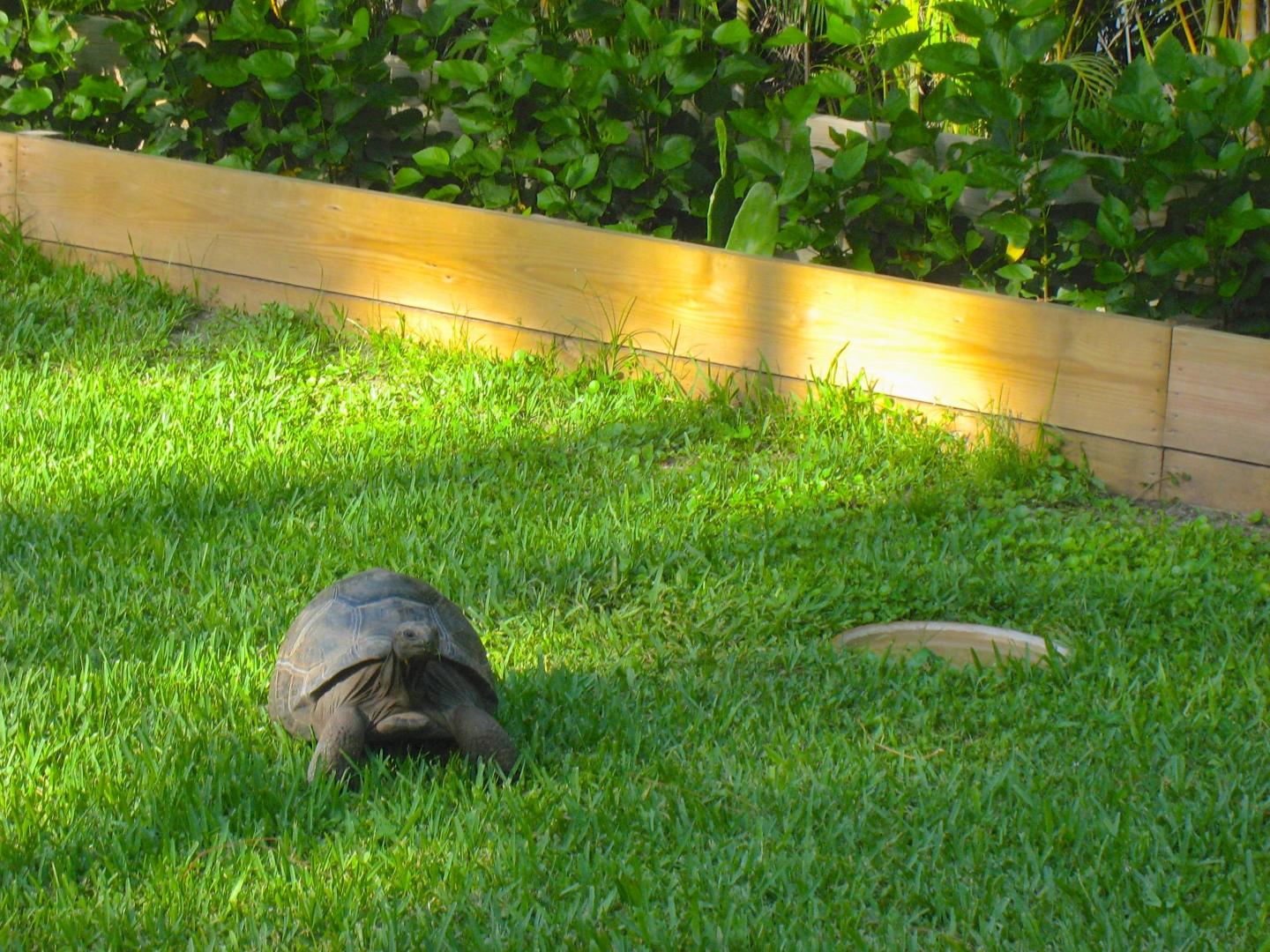 ALDABRA BREEDER