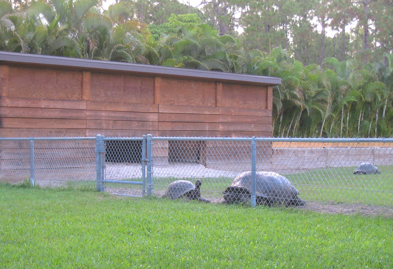 ALDABRA BREEDER