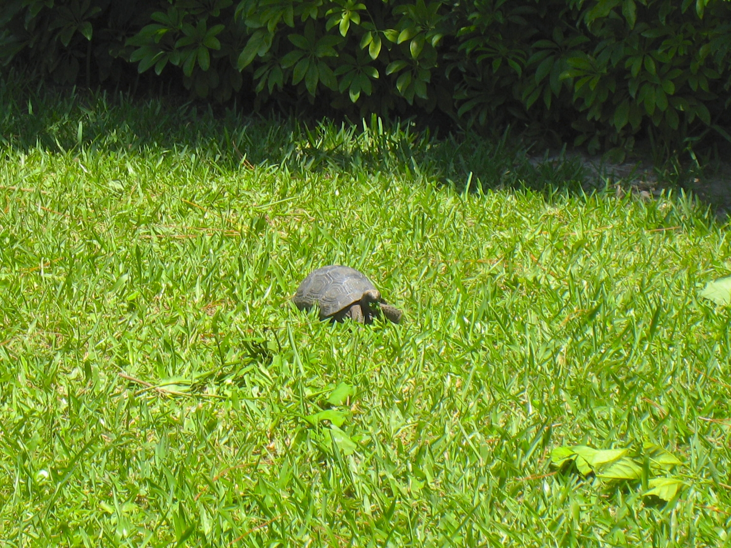 ALDABRA BREEDER