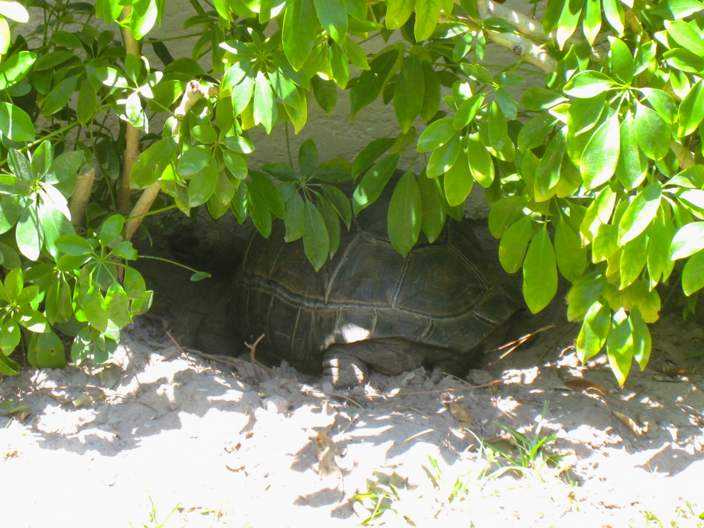 ALDABRA BREEDER