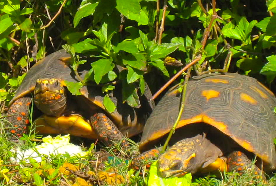 ALDABRA BREEDER