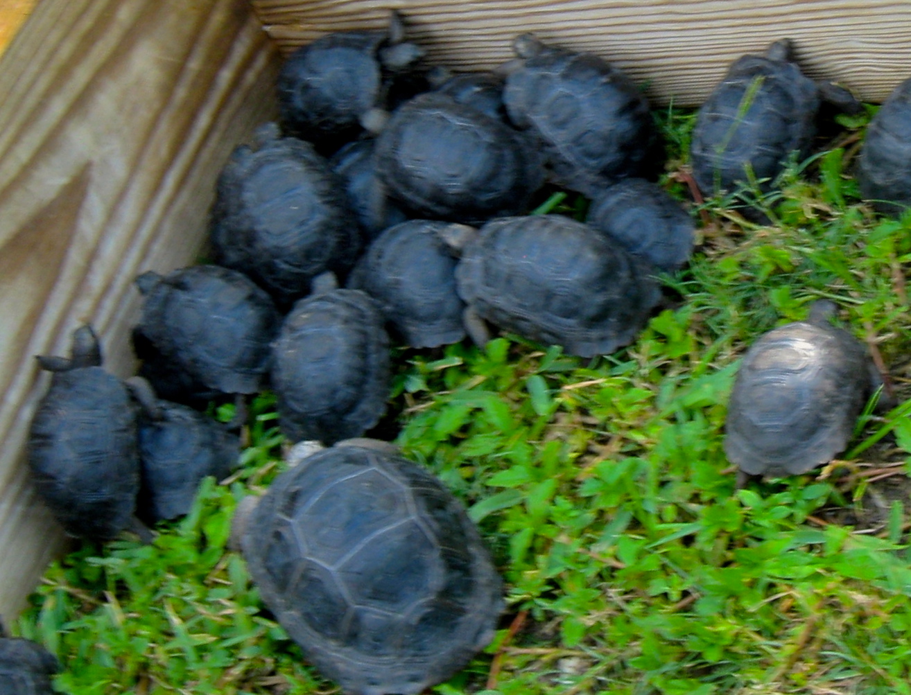 ALDABRA BREEDER