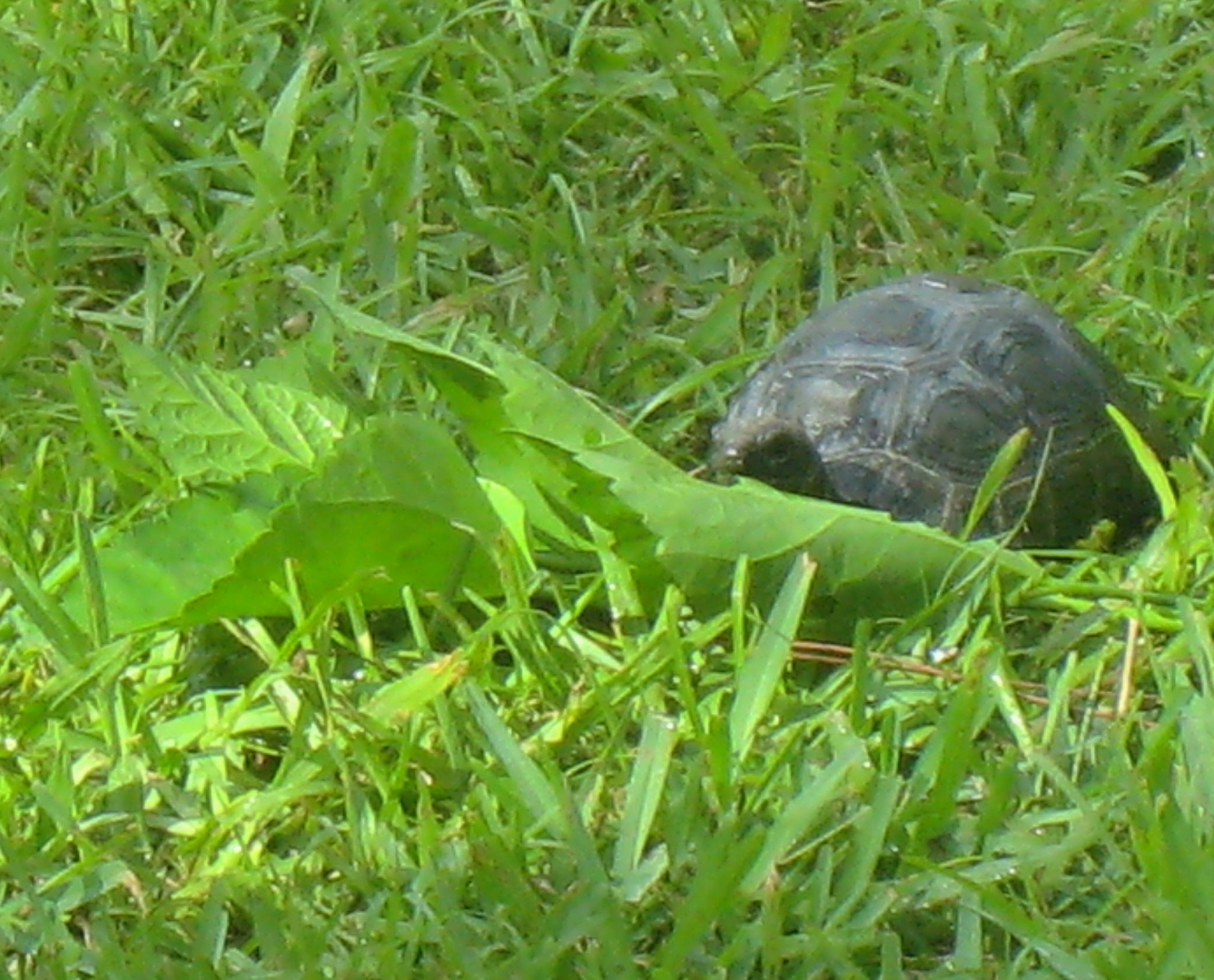 ALDABRA BREEDER
