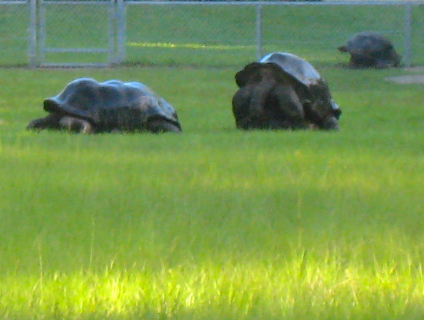 ALDABRA BREEDER