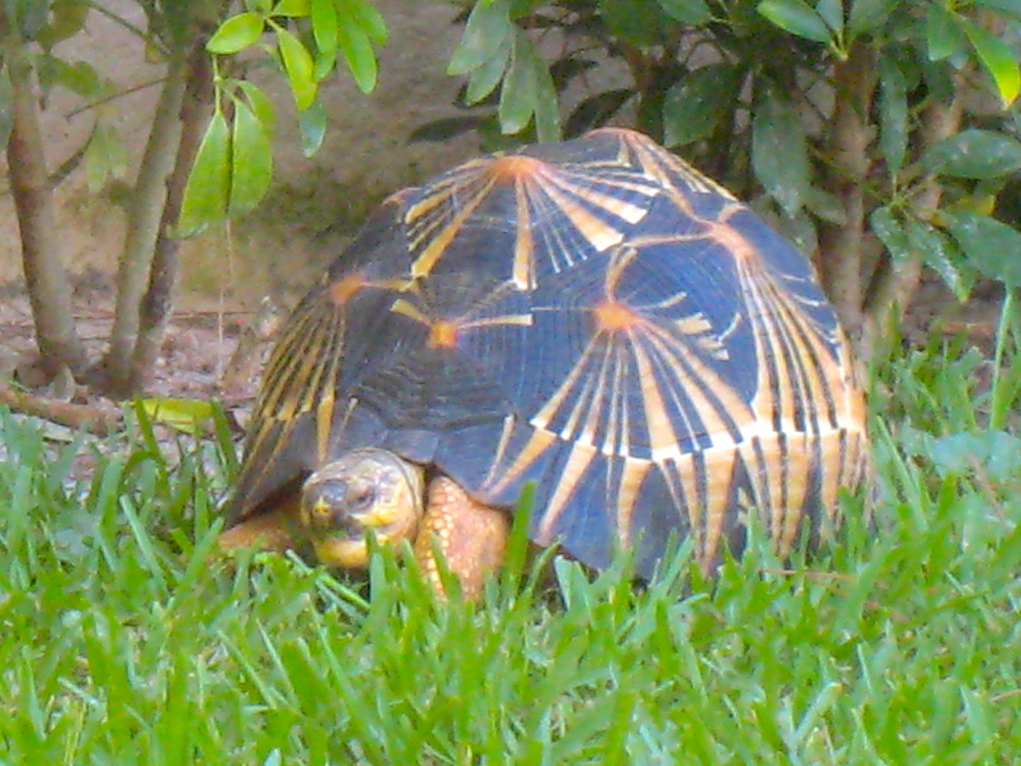 ALDABRA BREEDER