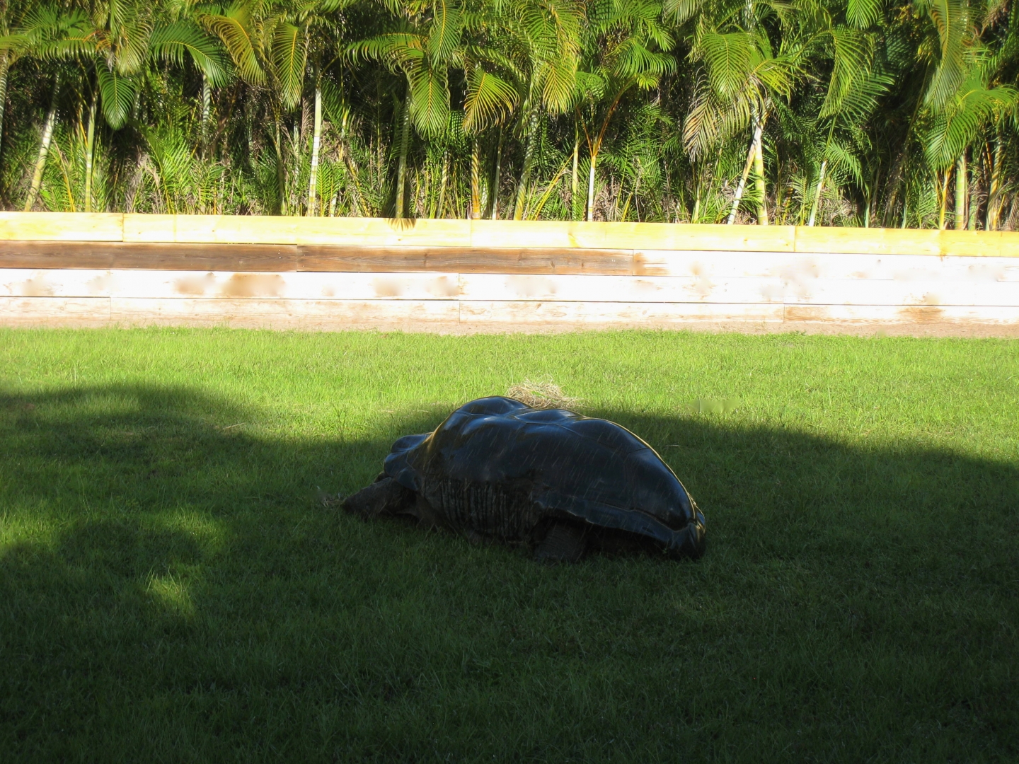 ALDABRA BREEDER