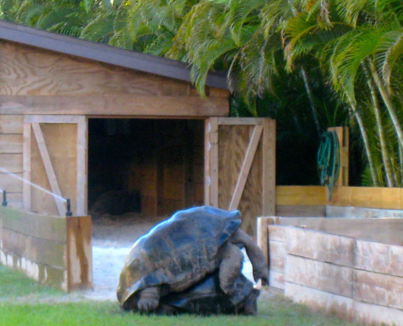 ALDABRA BREEDER