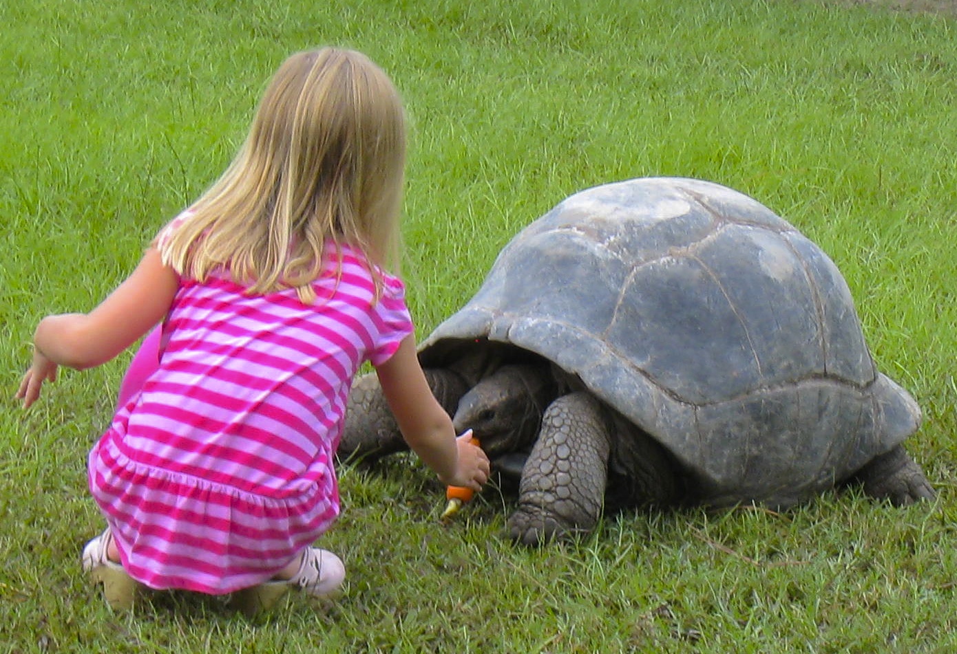 ALDABRA BREEDER