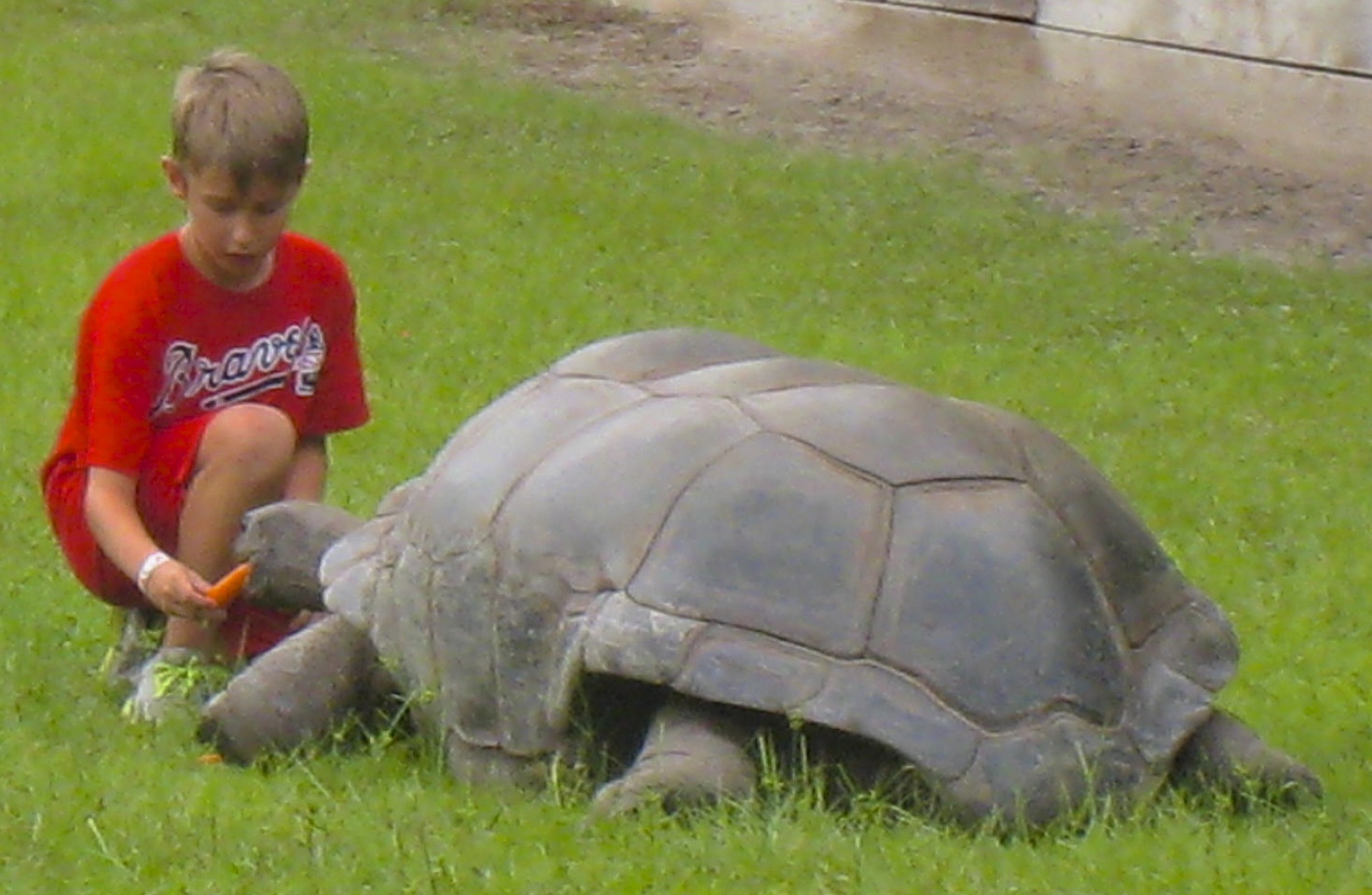 ALDABRA BREEDER