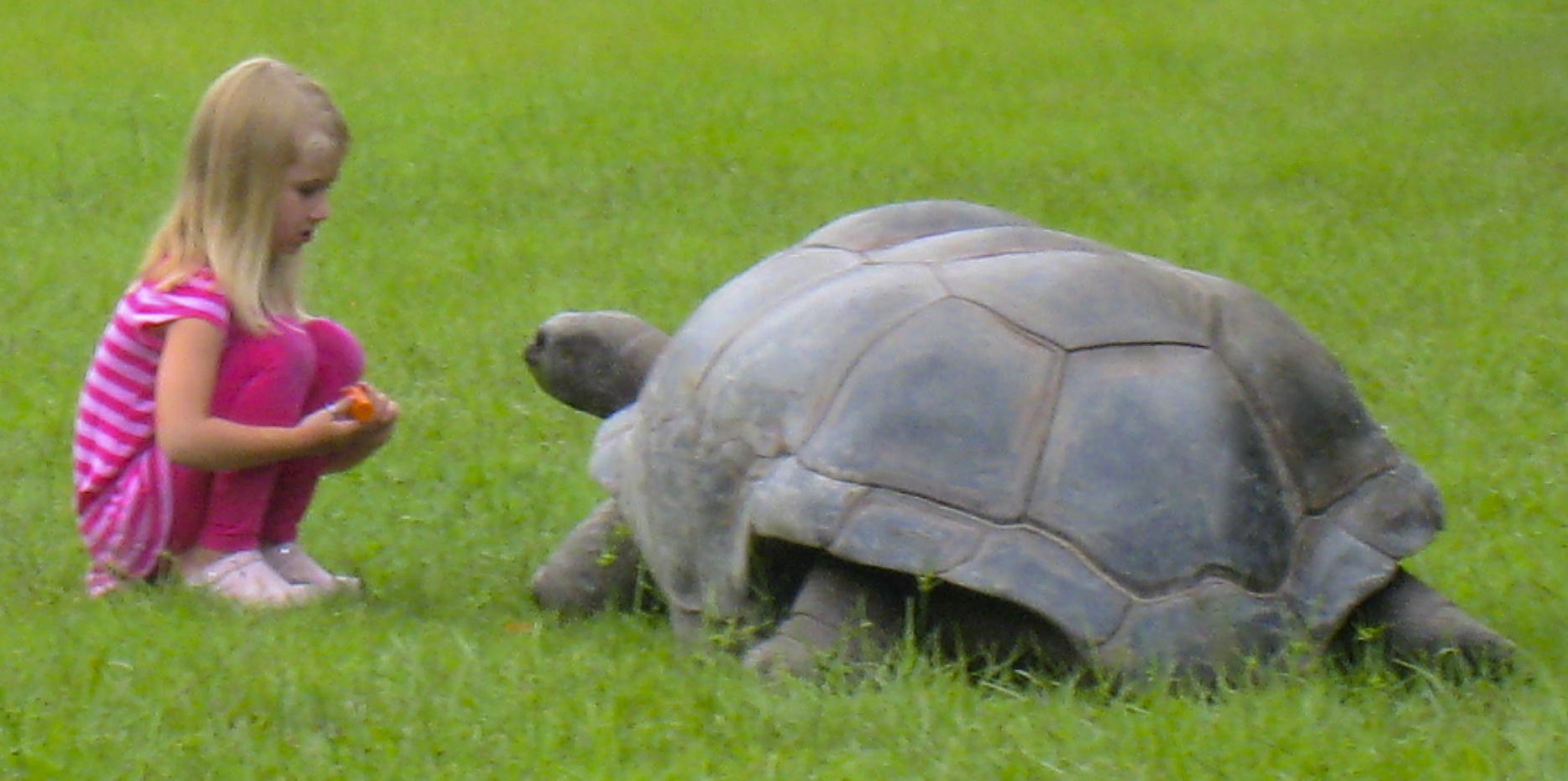 ALDABRA BREEDER