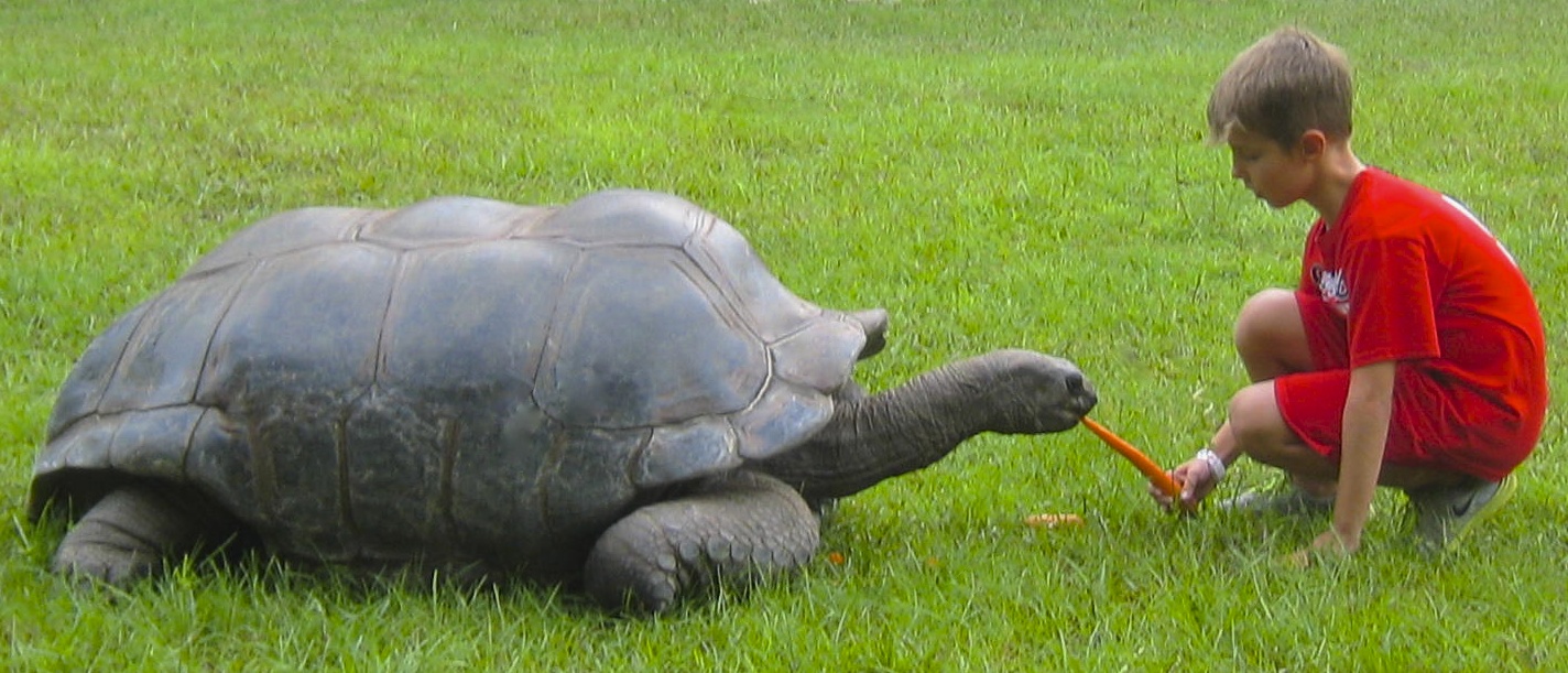 ALDABRA BREEDER