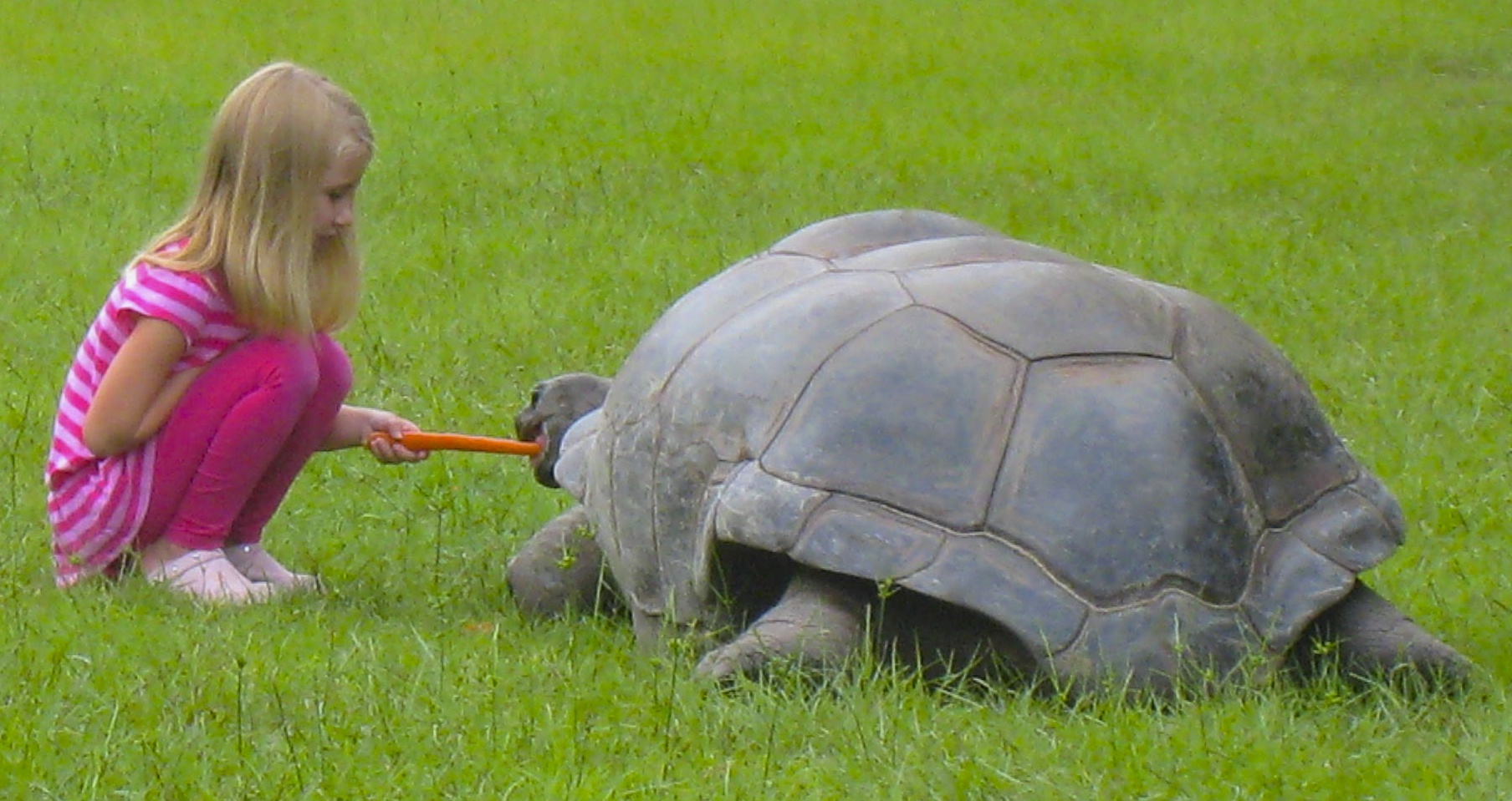 ALDABRA BREEDER