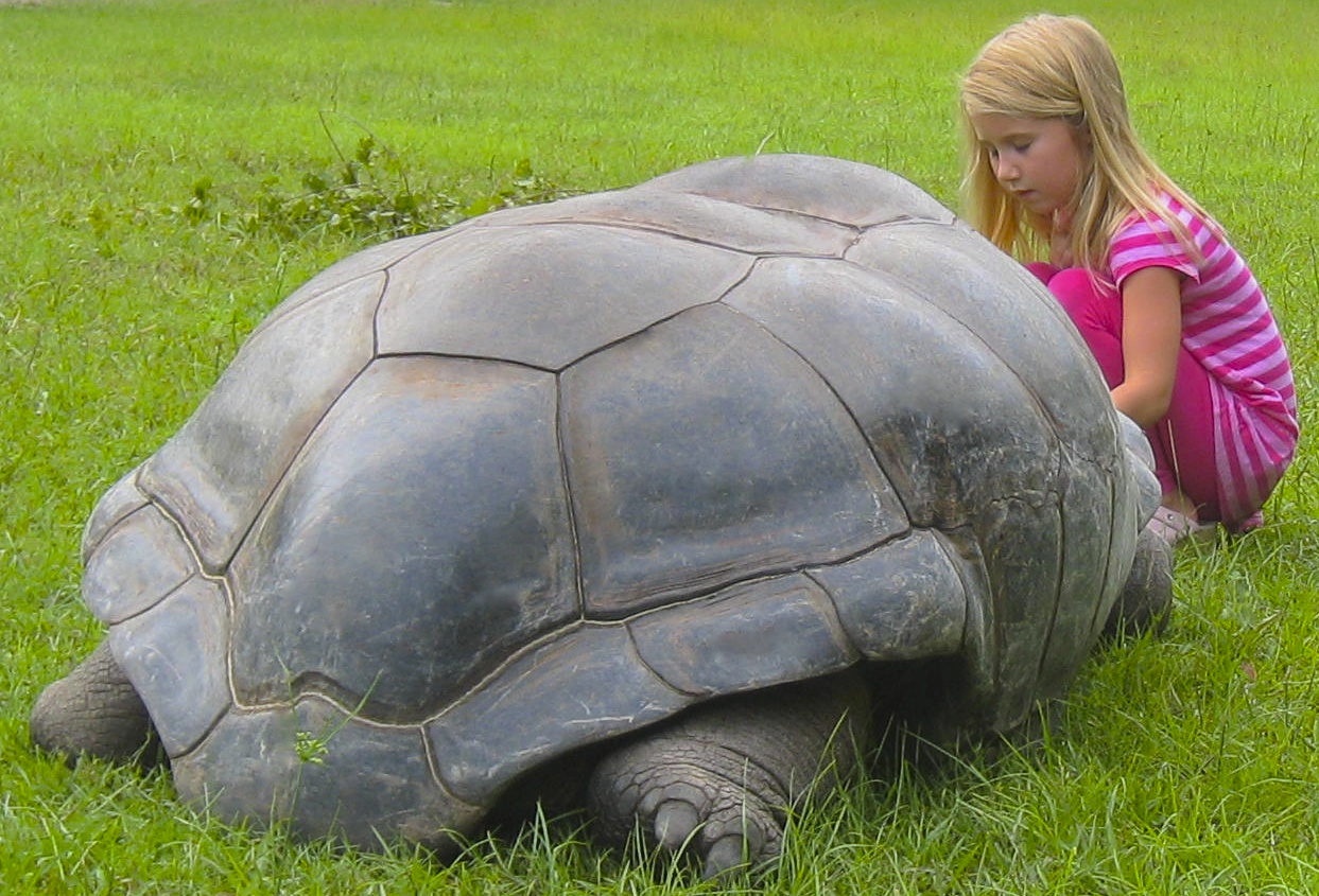 ALDABRA BREEDER