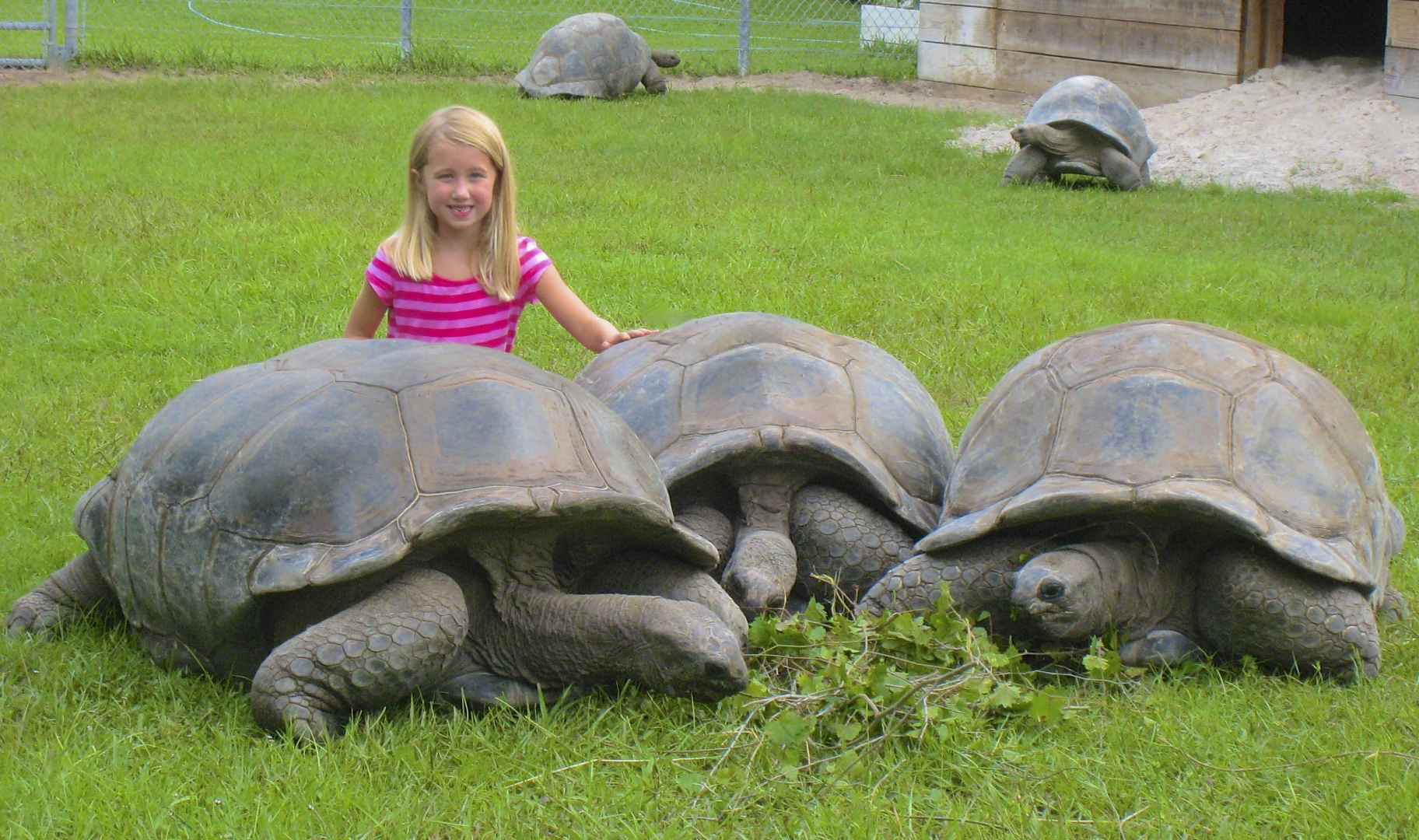 ALDABRA BREEDER