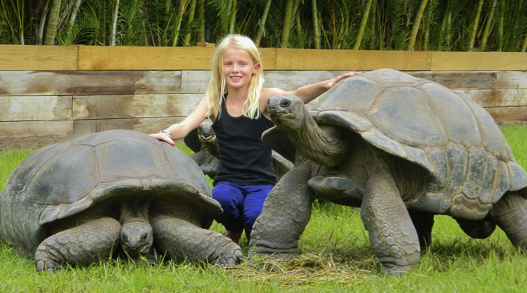 ALDABRA BREEDER
