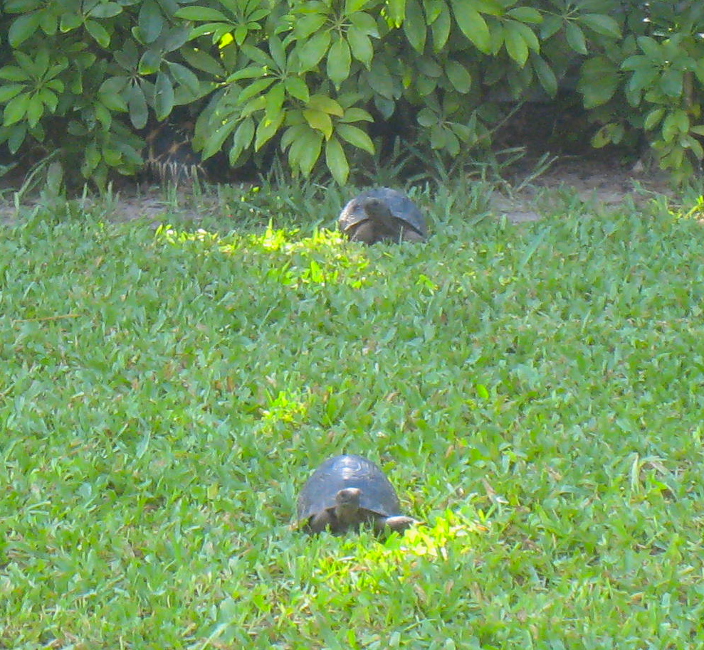 ALDABRA BREEDER