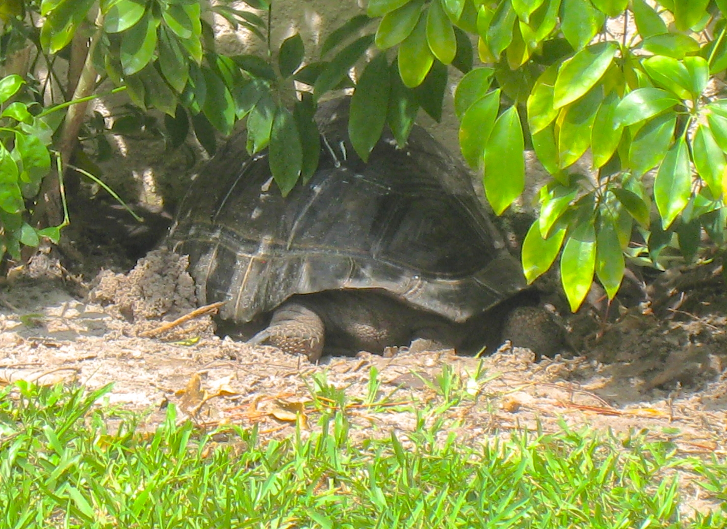 ALDABRA BREEDER