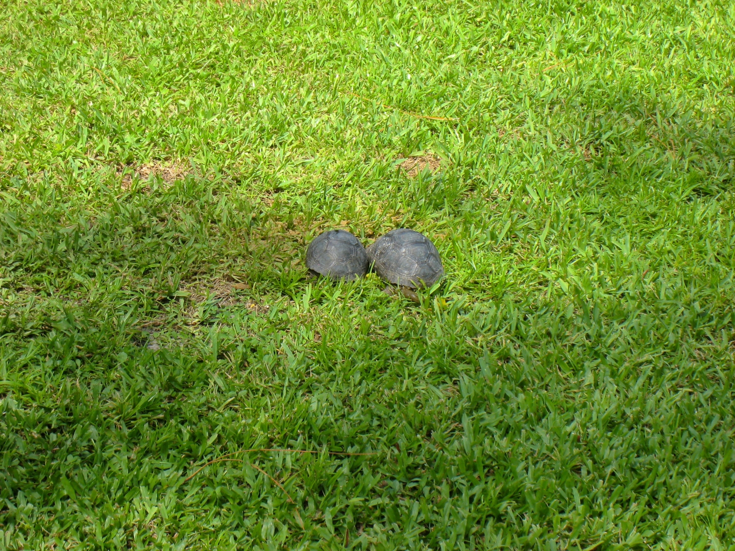 ALDABRA BREEDER