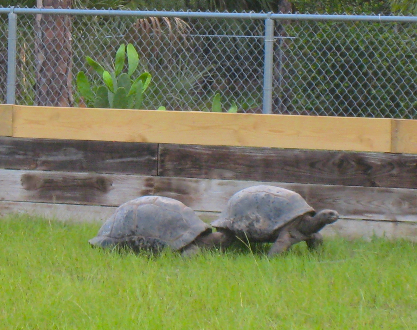 ALDABRA BREEDER
