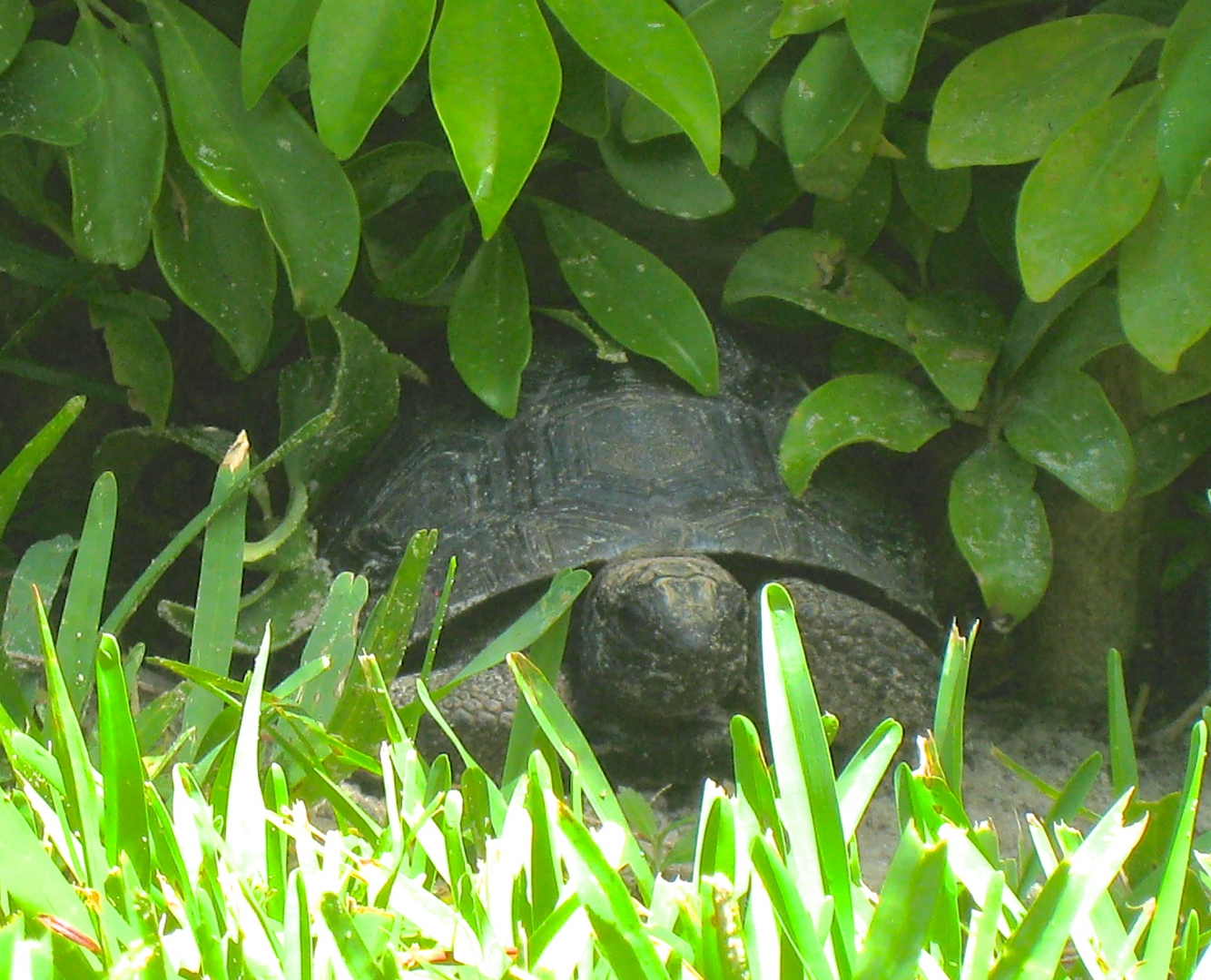 ALDABRA BREEDER
