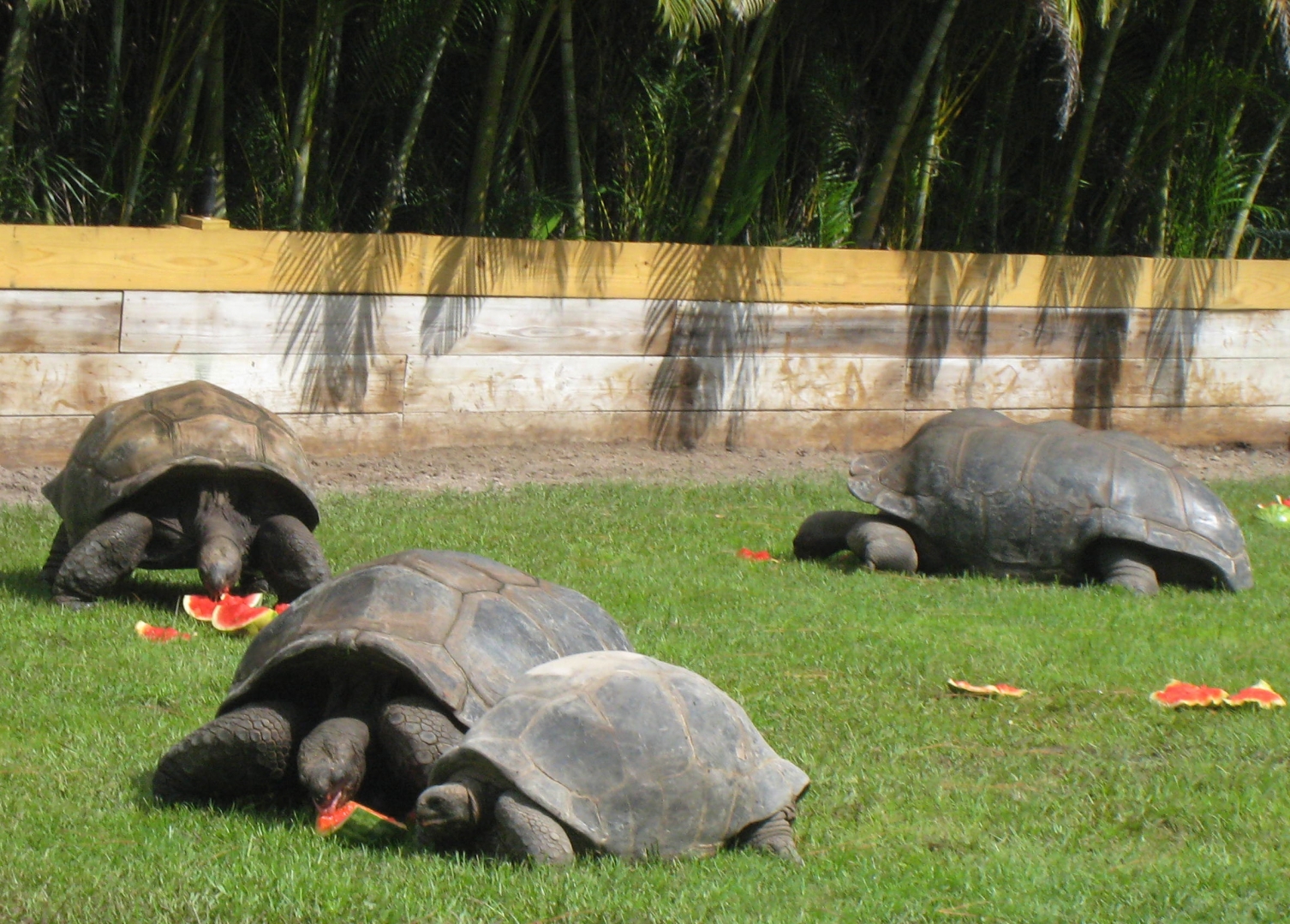 ALDABRA BREEDER
