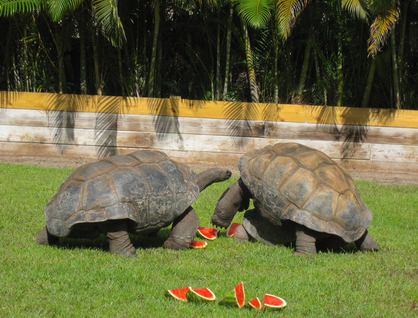 ALDABRA BREEDER