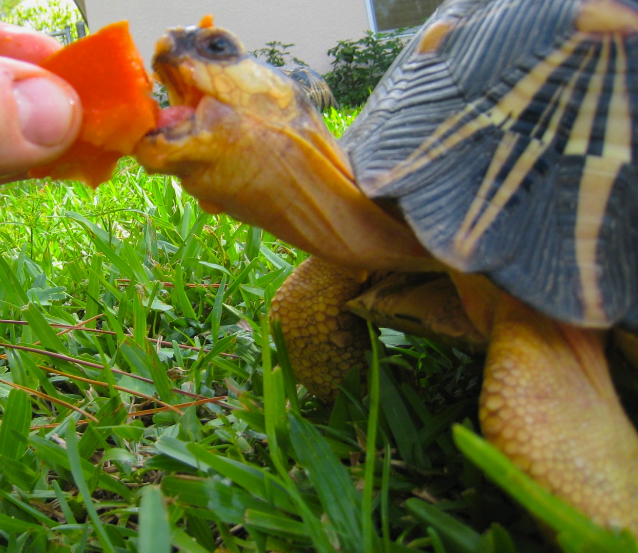 ALDABRA BREEDER