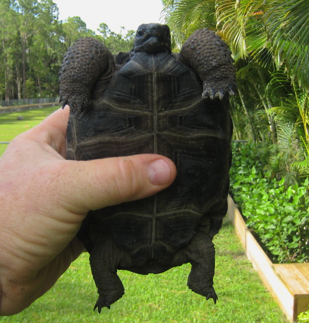 ALDABRA BREEDER