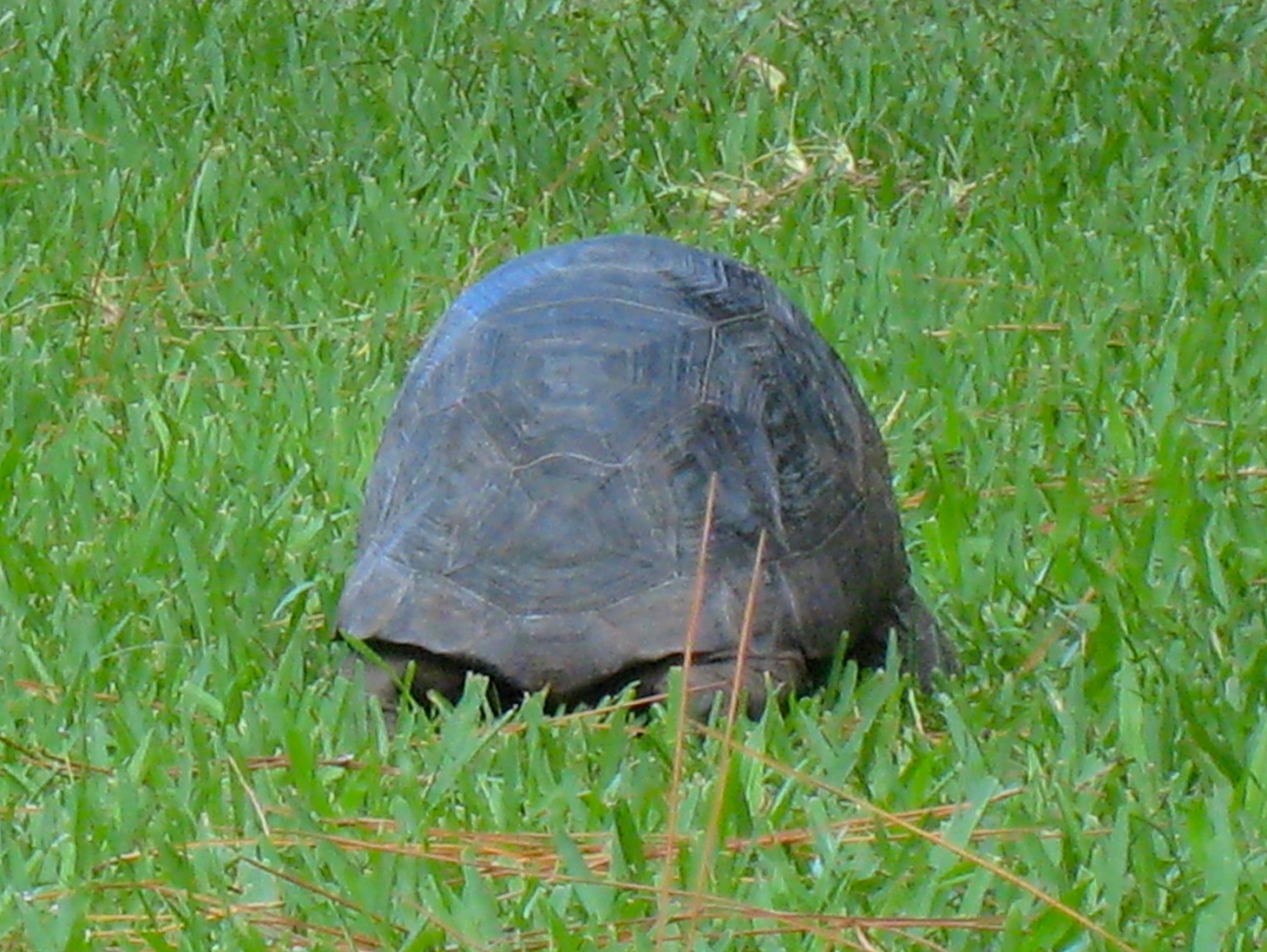 ALDABRA BREEDER