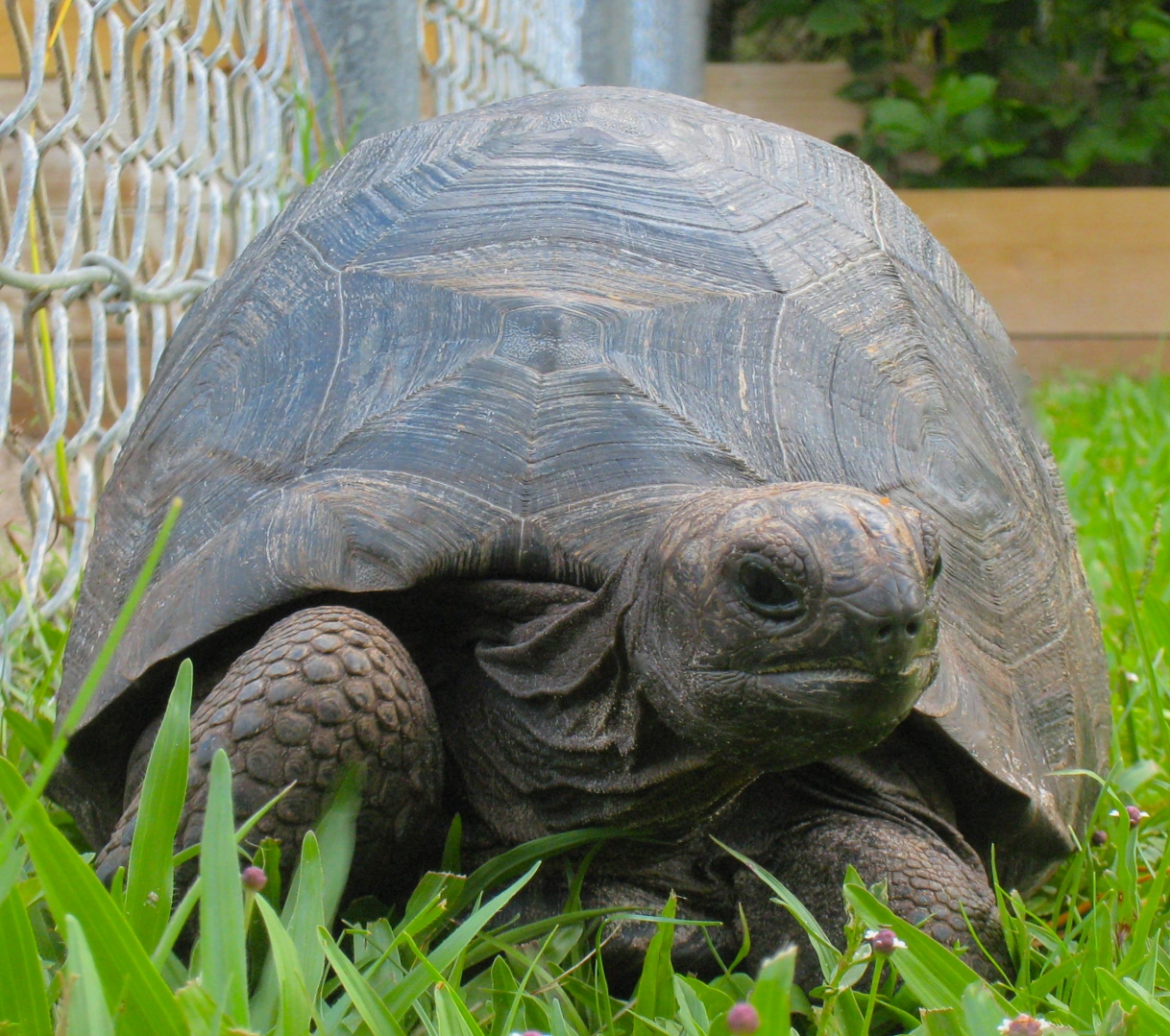 ALDABRA BREEDER