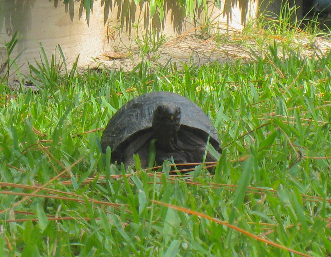 ALDABRA BREEDER