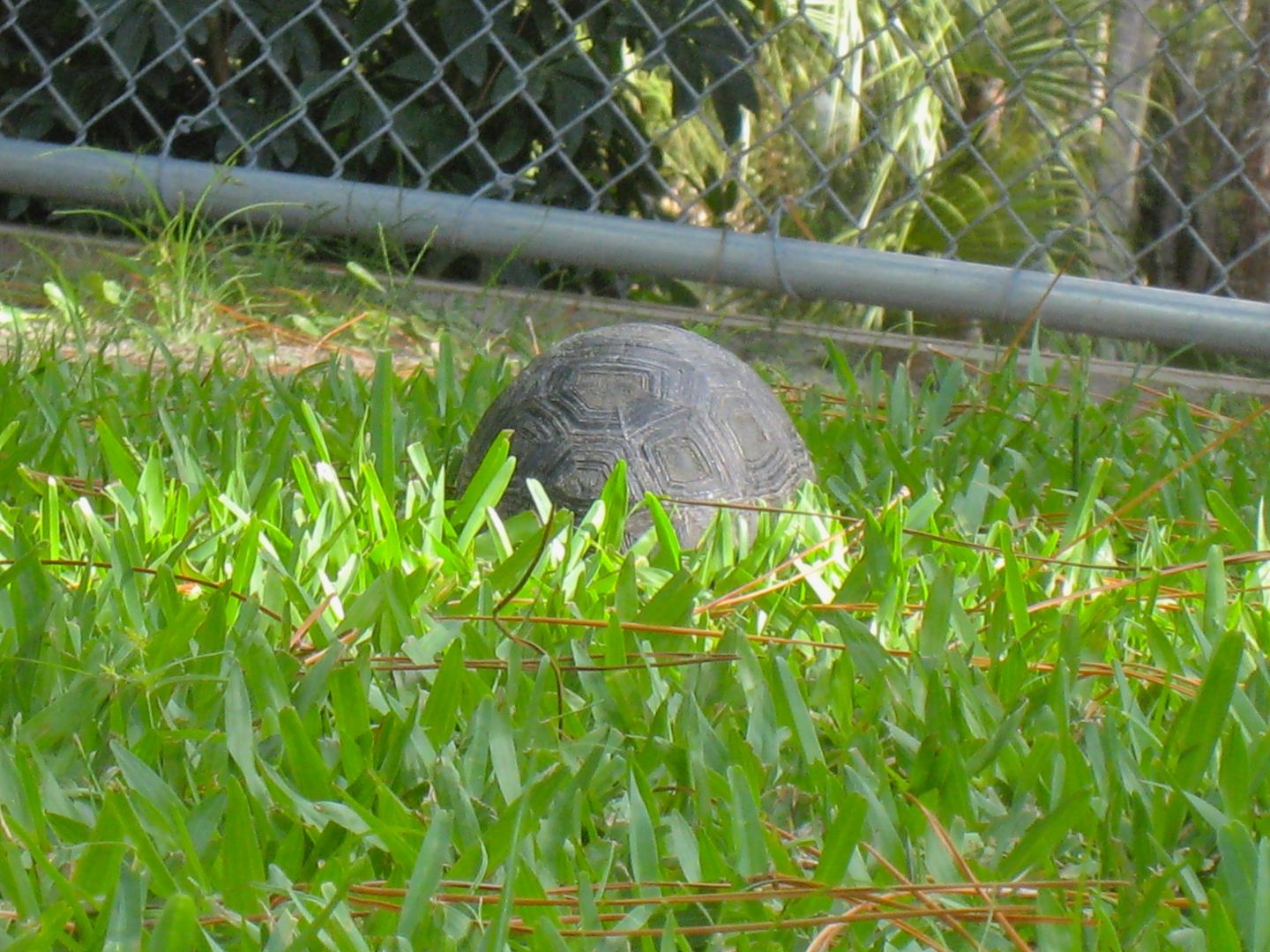 ALDABRA BREEDER