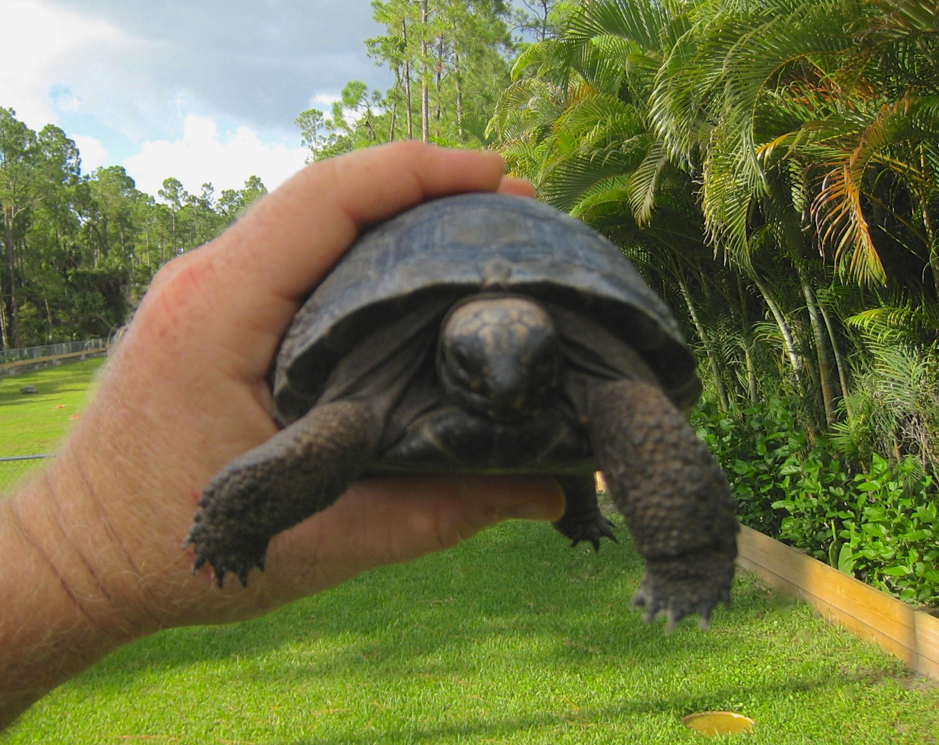 ALDABRA BREEDER