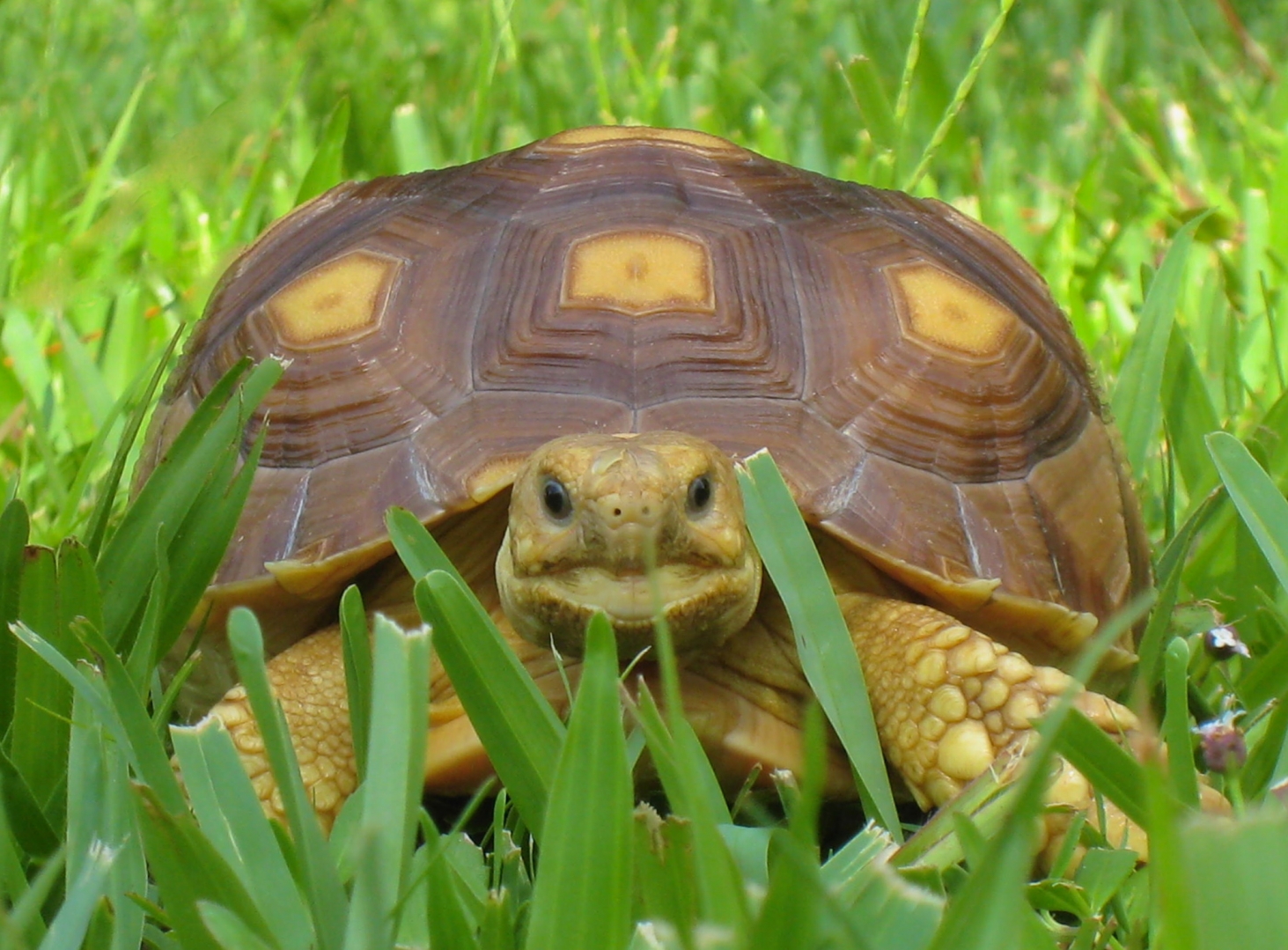 ALDABRA BREEDER