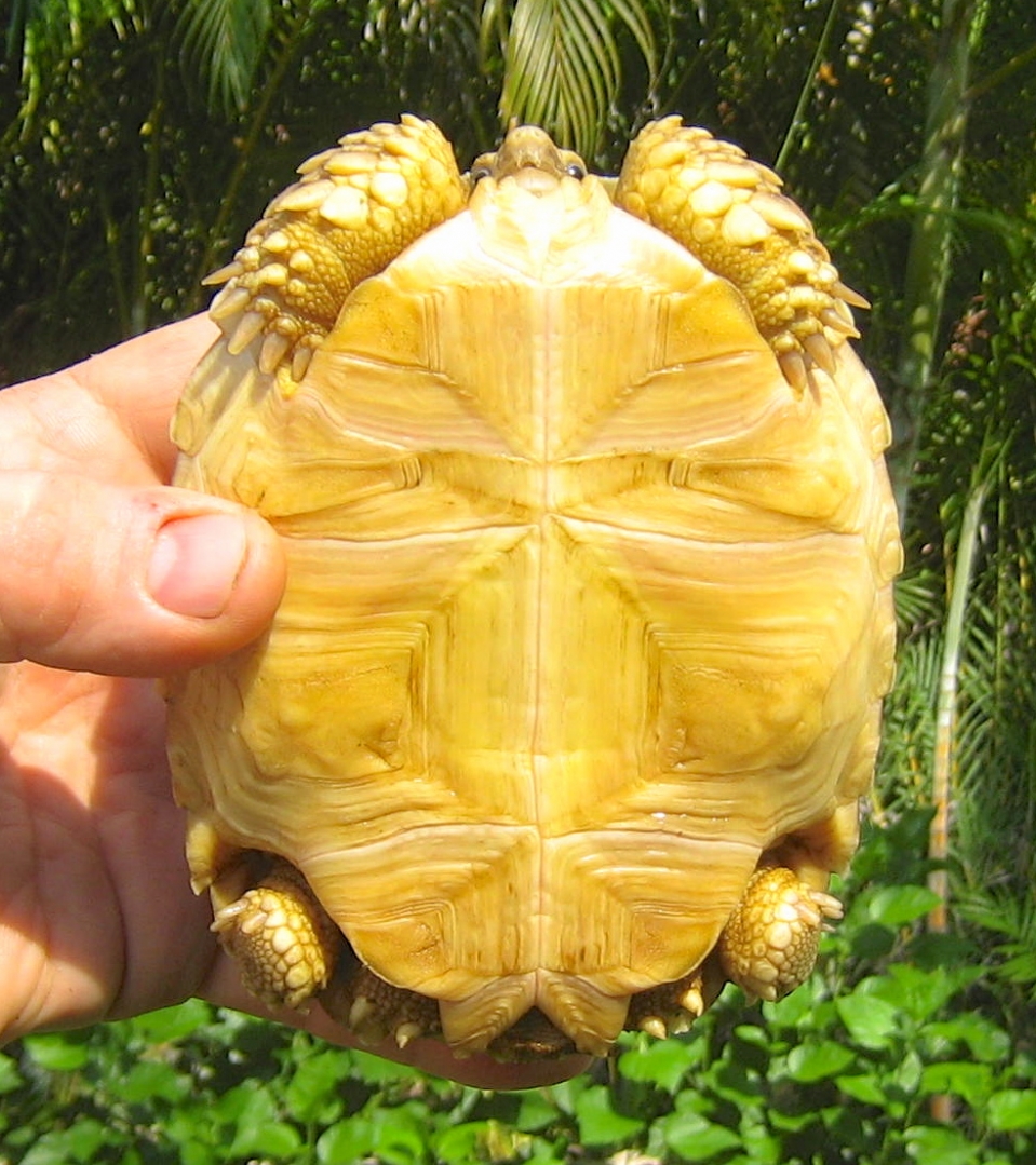 ALDABRA BREEDER