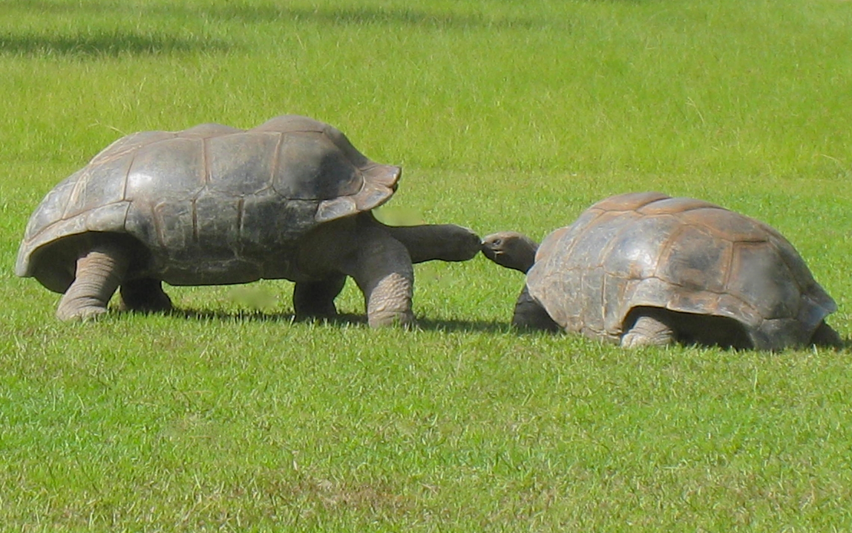 ALDABRA BREEDER
