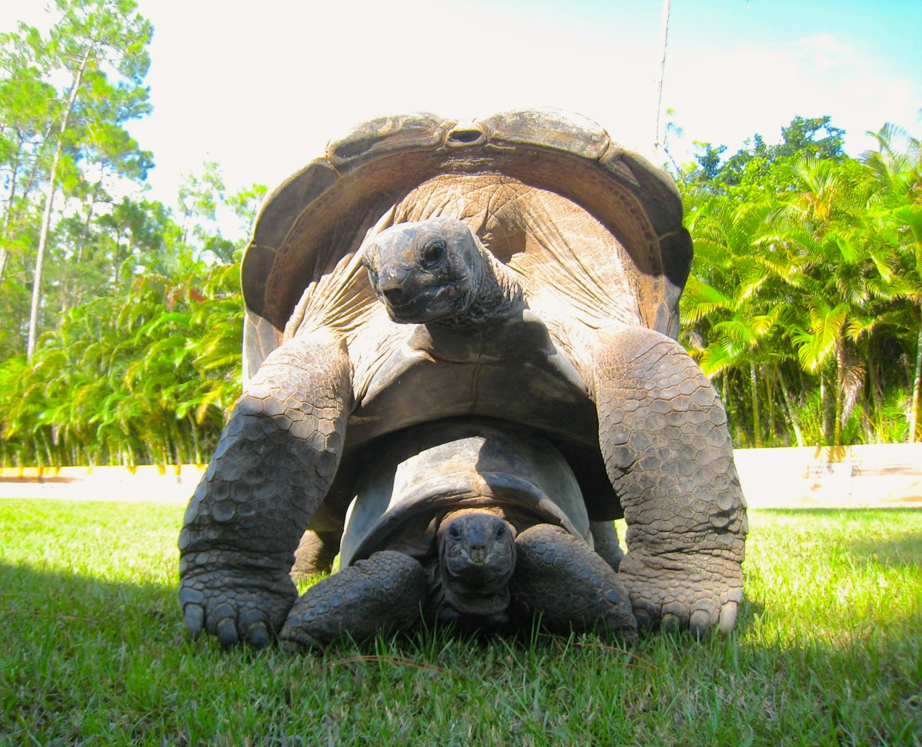 ALDABRA BREEDER