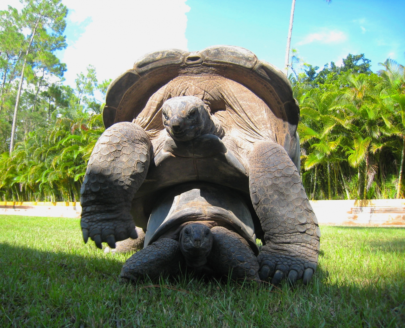 ALDABRA BREEDER