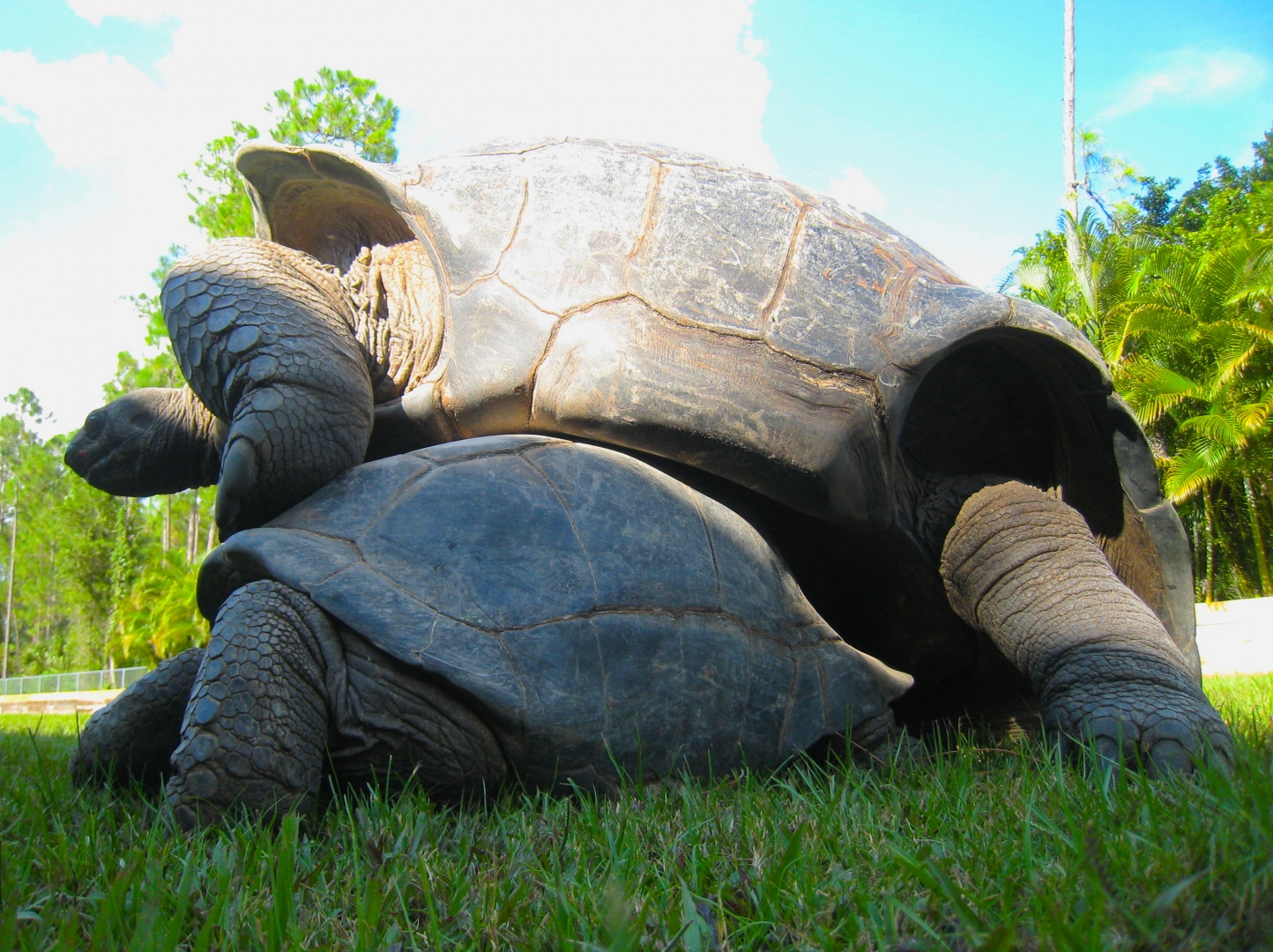 ALDABRA BREEDER