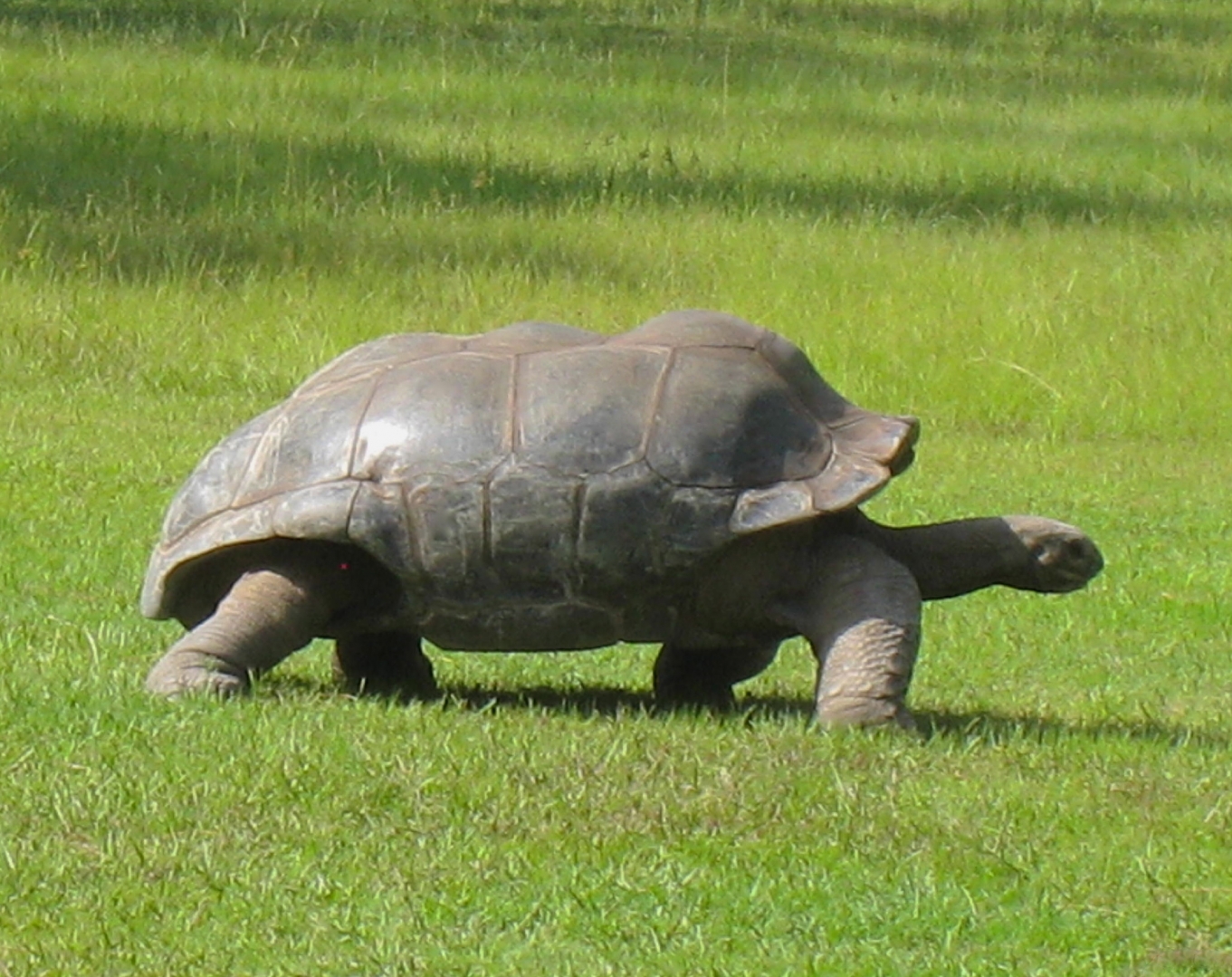 ALDABRA BREEDER