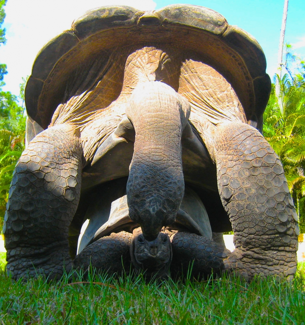 ALDABRA BREEDER